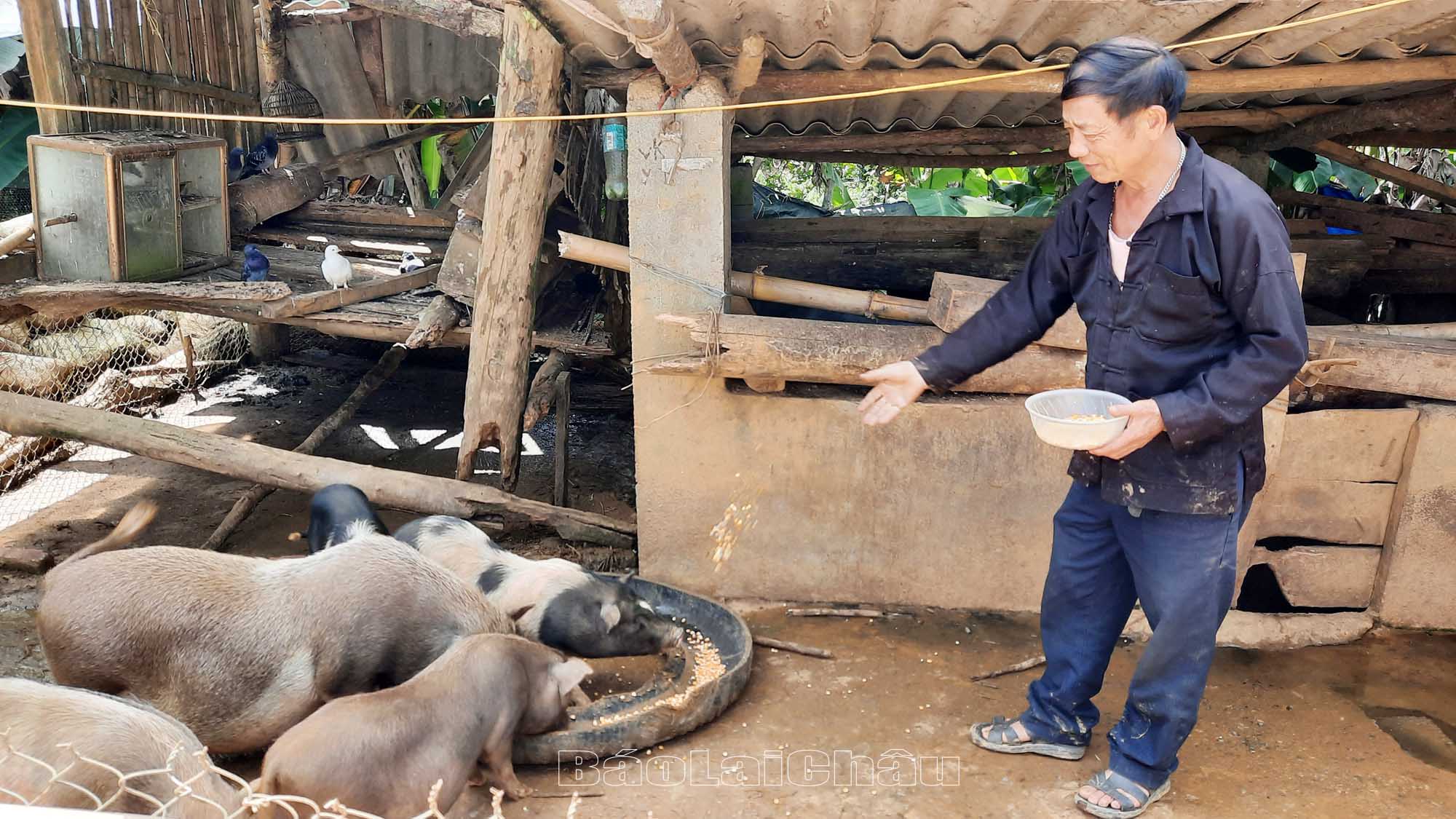 Ông Vàng A Chồng bản Cư Nhà La chăm sóc đàn gia súc.